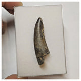 W19 - Rare Suchomimus tenerensis Dinosaur Tooth Lower Cretaceous Elrhaz Fm