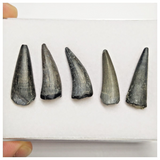 T226 - Set of 5 Sarcosuchus imperator Crocodile Teeth Lower Cretaceous Elrhaz Fm