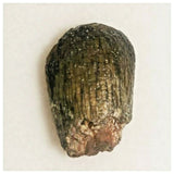 J14 - Top Rare Unidentified Basal Sauropod Dinosaur Tooth Jurassic Tenere Desert