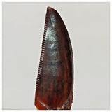 R3 - Finest Grade 0.82 Inch Abelisaurid Dinosaur Tooth Upper Cretaceous KemKem