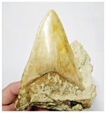 T127 - Finest Quality Serrated 4.13'' Megalodon Tooth in Matrix Indonesia Location