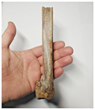 T255 - Top Rare 6.69'' Partial Cretaceous Azhdarchid Pterosaur Metacarpal Bone