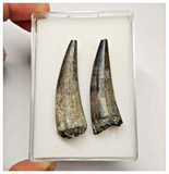 T35 - Set of 2 Sarcosuchus imperator Crocodile Teeth Lower Cretaceous Elrhaz Fm