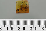 J51 - 4 ANTS + GALL MIDGE & FLOWER STAMEN Fossil Genuine BALTIC AMBER + HQ Picture