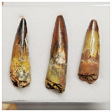 T218 - Set of 3 Finest Grade Spinosaurus Dinosaur Teeth Cretaceous KemKem Beds