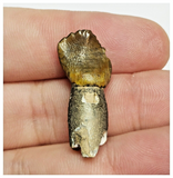 T43 - Exceedingly Rare Rooted Spinophorosaurus Sauropod Dinosaur Tooth Jurassic Irhazer Fm