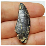 JS15 - Rare Afrovenator abakensis Megalosaurid Dinosaur Tooth Jurassic Tiouraren Fm