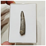 E13 - Top Rare Ornithocheirid Pterosaur Tooth - Lower Cretaceous - Elrhaz Fm