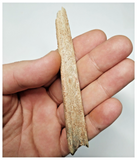 T268 - Exceedingly Rare 4.09'' Cretaceous Azhdarchid Pterosaur Dentary Bone KemKem