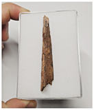 T272 - Exceedingly Rare 2.55'' Cretaceous Azhdarchid Pterosaur Dentary Bone KemKem