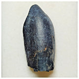 JS5 - Top Rare Jobaria tiguidensis Sauropod Dinosaur Tooth Jurassic Tiouraren Fm