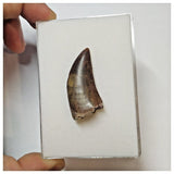 W3 - Rare Eocarcharia dinops Dinosaur Tooth - Cretaceous Elrhaz Fm Tenere Desert