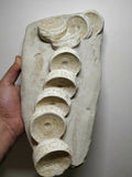 A22 & A30 9 Otodus obliquus Paleocene Shark Vertebra + 3 Elasmosaur Huge Vertebra Bones In Matrix - Order 143935055130