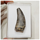 E4- Rare Eocarcharia dinops Dinosaur Tooth - Cretaceous Elrhaz Fm Tenere Desert