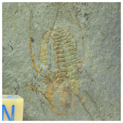 R343 & R344 Hamatolenus vincenti Middle Cambrian Trilobites - SCHANTZ Order