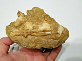 Lot of Trilobites - Order (143977766423)