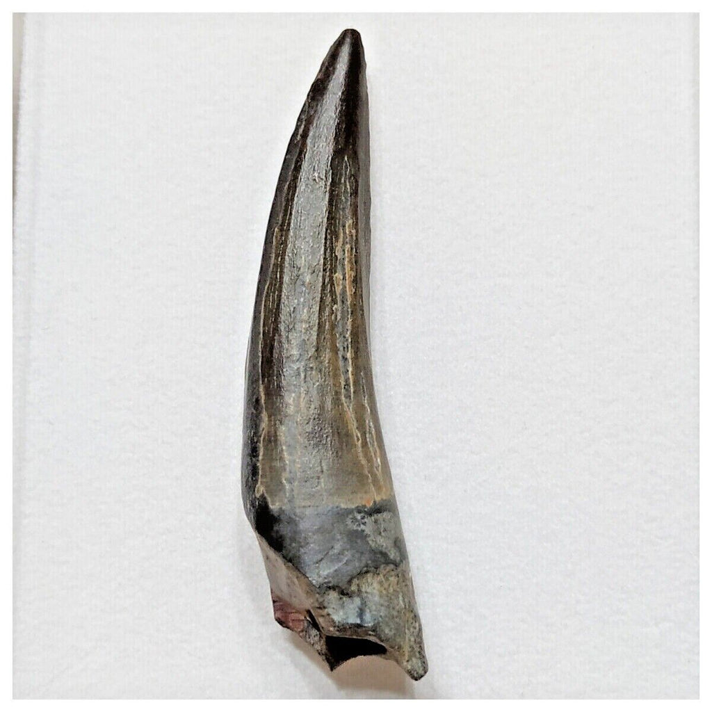 E14 - Rare Suchomimus tenerensis Dinosaur Tooth Cretaceous Elrhaz Fm Tenere Desert