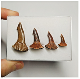 T182 - Set of 4 Nicely Preserved Onchopristis numidus Upper Cretaceous KemKem