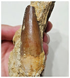 G46 - Great 2.36'' Spinosaurus Dinosaur Tooth in Matrix Upper Cretaceous KemKem