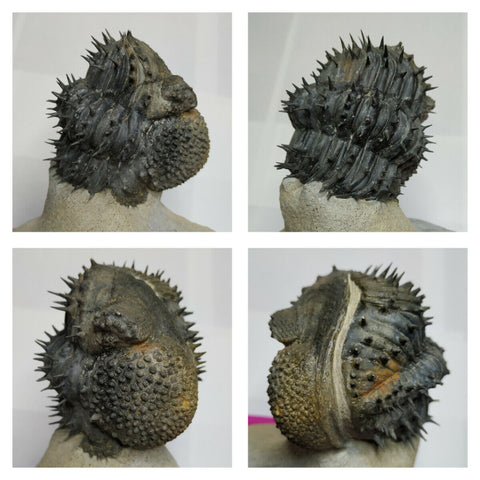 T182 - Nicely Prep Spiny Rolled 2.80'' Drotops armatus Middle Devonian Trilobite -  Schwarzbach Order