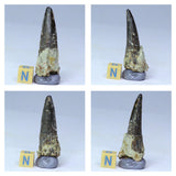 R253, R254, R255 & R257 Black Cretaceous Theropod Teeth Ifezouane Fm - Belden Order