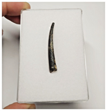 T31 - Top Rare Ornithocheirid Pterosaur Tooth - Lower Cretaceous - Elrhaz Fm