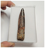 T80 - Huge Rebbachisaurus garasbae Diplodocoid Sauropod Dinosaur Tooth KemKem