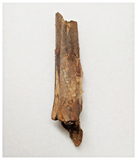 T273 - Top Rare Cretaceous Azhdarchid Pterosaur Partial Cervical Vertebra Bone