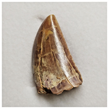 T199 - Finest Grade Carcharodontosaurus Dinosaur Tooth - Cretaceous KemKem Beds