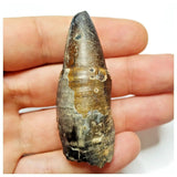 JS28 - Top Rare Pathologically Deformed Sarcosuchus Crocodile Tooth Cretaceous Elrhaz Fm