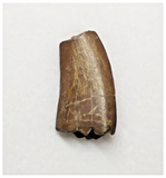 T18 - Kryptops palaios Abelisaurid Theropod Dinosaur Tooth Cretaceous Elrhaz Fm