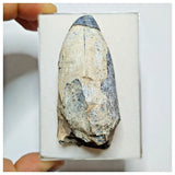 JS34 - Huge Sarcosuchus imperator Crocodile Tooth Lower Cretaceous Elrhaz Fm