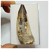 JS30 - Huge Sarcosuchus imperator Crocodile Tooth Lower Cretaceous Elrhaz Fm