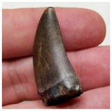 E8 - Rare Eocarcharia dinops Dinosaur Tooth - Cretaceous Elrhaz Fm Tenere Desert