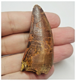 T77 - Serrated 2.20 Inch Carcharodontosaurus Dinosaur Tooth - Cretaceous KemKem