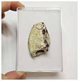 T41 -Exceedingly Rare Unidentified Basal Iguanodontian Dinosaur Tooth - Cretaceous Elrhaz Fm