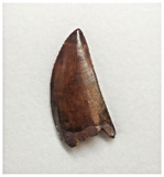 T75 - Finest Grade Dark Carcharodontosaurus Dinosaur Tooth - Cretaceous KemKem