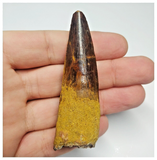 T101 - Finest Grade 2.87'' Red Spinosaurus Dinosaur Tooth Cretaceous KemKem Beds