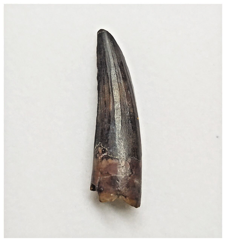 T159 - Rare Suchomimus tenerensis Dinosaur Tooth Lower Cretaceous Elrhaz Fm
