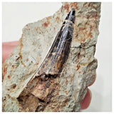 F23 - Unusual 1.92'' Spinosaurus Dinosaur Tooth in Matrix Upper Cretaceous Talsint
