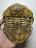 A15 & A31 Anomalocaridid Aegirocassis benmoulai + Unidentified Asaphid Upper Ordovician Trilobite - Order (143935000132)