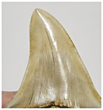 T131 - Finest Serrated 3.93'' Megalodon Tooth from Rare Indonesia Location