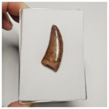 T198 - Finest Grade Red Carcharodontosaurus Dinosaur Tooth - Cretaceous KemKem