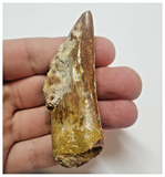 T61 - Serrated 2.83 Inch Carcharodontosaurus Dinosaur Tooth - Cretaceous KemKem