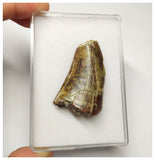 T8 - Top Rare Eocarcharia dinops Dinosaur Tooth - Cretaceous Elrhaz Fm