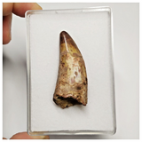 T191 - Serrated 1.92 Inch Carcharodontosaurus Dinosaur Tooth - Cretaceous KemKem