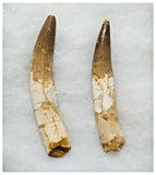 G48 - Amazing Set of 2 Rooted Spinosaurus Dinosaur Teeth Upper Cretaceous KemKem