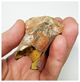 T259 - Rare Cretaceous Azhdarchid Pterosaur Wing Partial Phalanx 1 Bone Digit IV