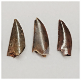 T204 - Set of 5 Finest Abelisaurid Dinosaur Teeth Upper Cretaceous KemKem Beds