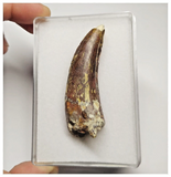 T19 - Rare Suchomimus tenerensis Dinosaur Tooth Lower Cretaceous Elrhaz Fm